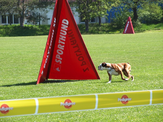 www.atibox.net * www.euroboxer.eu * www.boxergenealogia.eu